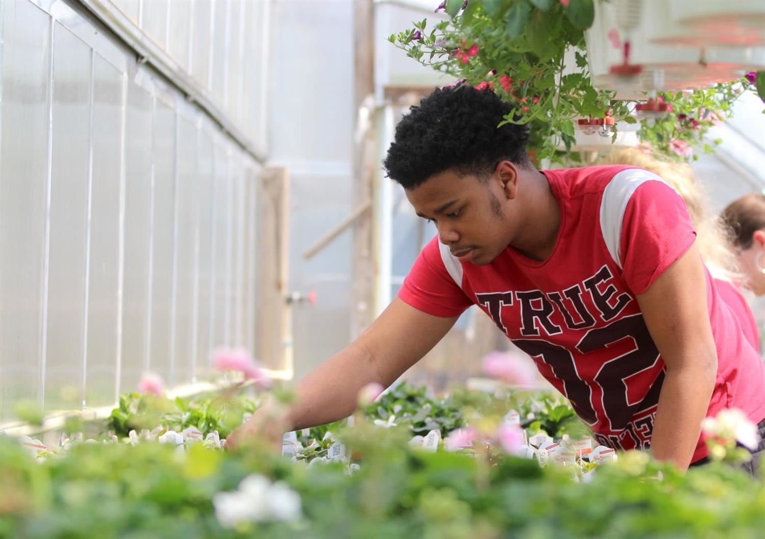 Christiana High School student working in the greenhouse Christiana High School student working in the greenhouse